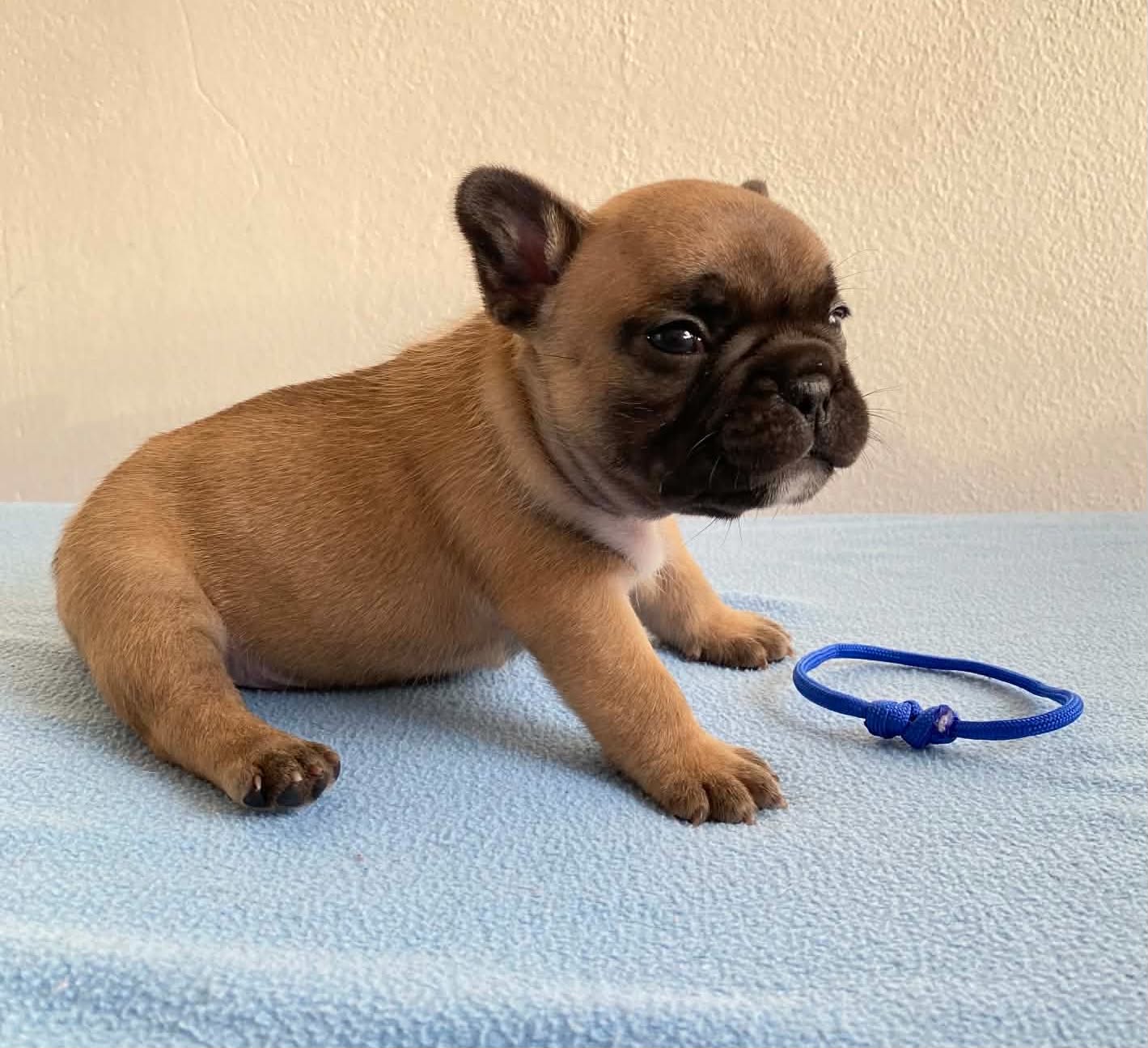 Flash Frenchies Litter J